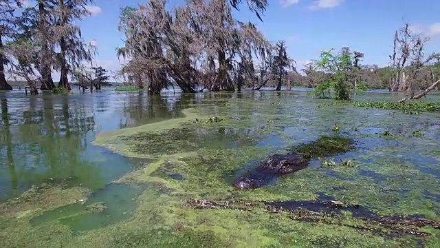 周围小轨道附近短吻鳄-无人机空中4K湿地，沼泽河口与野生动物短吻鳄筑巢朱鹭，蛇眼镜蛇，鸬鹚，白鹭，鹭，鹰，鹰，柏树4K自然/野生动物/气象无人机空中视频视频素材