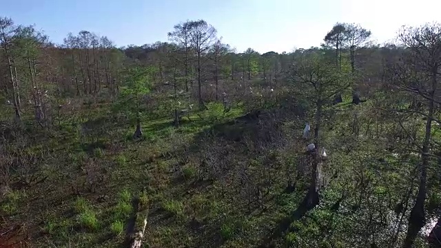 飞行在鸟类筑巢区-无人机航拍4K湿地，沼泽河口与野生动物鳄鱼筑巢朱鹭，蛇眼镜蛇，鸬鹚，雪鹭，鹭，鹰，鹰，柏树4K自然/野生动物/气象无人机航拍视频视频素材