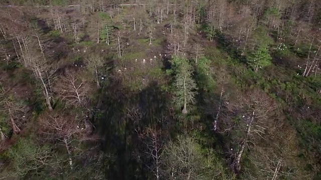 高到低筑巢的鸟类-无人机空中4K大沼泽地，沼泽河口与野生动物鳄鱼筑巢的朱鹭，蛇眼镜蛇，鸬鹚，雪鹭，鹭，鹰，鹰，柏树4K自然/野生动物/气象无人机航拍视频视频素材