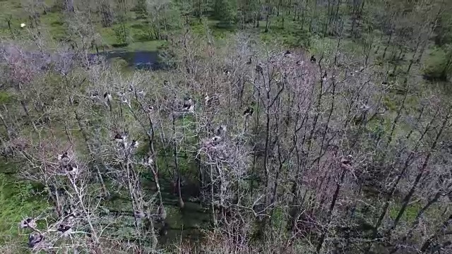 俯视鸟类筑巢-无人机空中4K大沼泽地，沼泽河口与野生动物鳄鱼筑巢朱鹭，蛇眼镜蛇，鸬鹚，白鹭，鹭，鹰，鹰，柏树4K自然/野生动物/气象无人机航拍视频视频素材