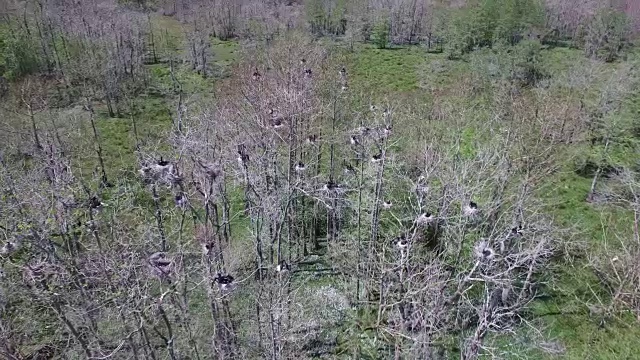 俯视鸟窝-无人机空中4K大沼泽地，沼泽河口与野生动物鳄鱼筑巢朱鹭，蛇眼镜蛇，鸬鹚，雪鹭，鹭，鹰，鹰，柏树4K自然/野生动物/气象无人机航拍视频视频素材