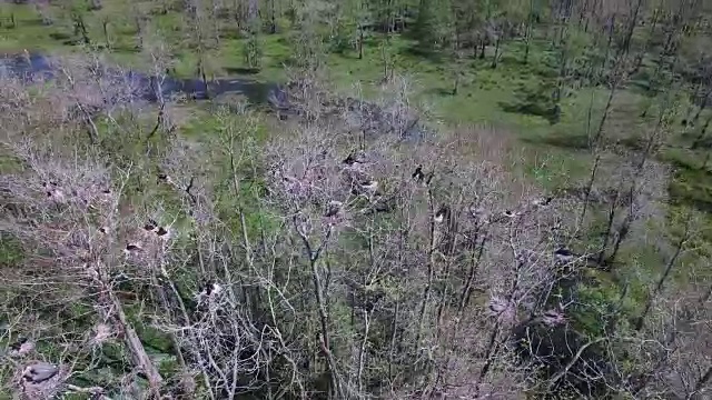 环绕鸟巢鸟巢的鸟类-无人机空中4K大沼泽地，沼泽河口与野生动物鳄鱼筑巢朱鹭，蛇眼镜蛇，鸬鹚，雪鹭，鹭，鹰，鹰，柏树4K自然/野生动物/气象无人机空中视频视频素材