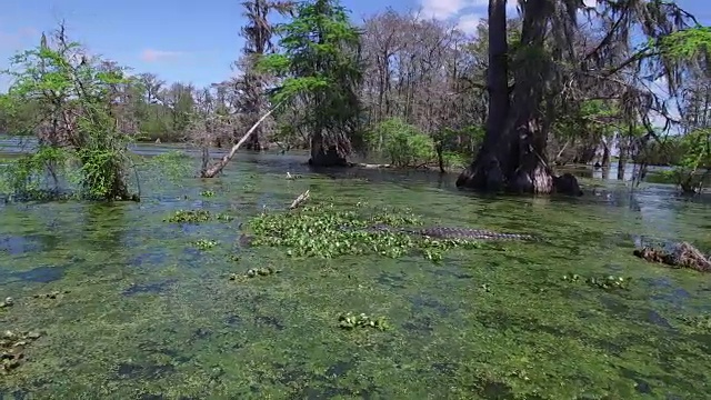 低飞鳄鱼-无人机空中4K大沼泽地，沼泽河口与野生鳄鱼筑巢的朱鹭，蛇眼镜蛇，鸬鹚，雪鹭，鹭，鹰，鹰，柏树4K自然/野生动物/气象无人机航拍视频视频素材