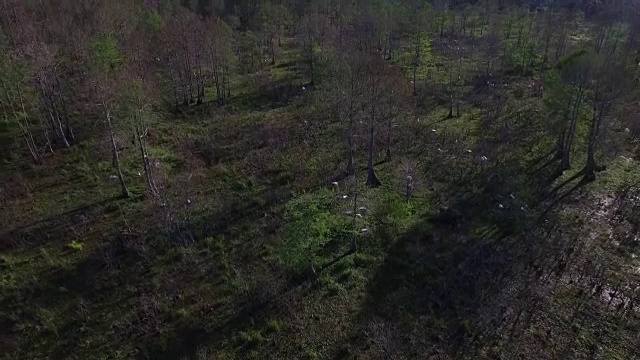 鸟类筑巢区域上升-无人机空中4K湿地，沼泽河口与野生动物鳄鱼筑巢朱鹭，蛇眼镜蛇，鸬鹚，白鹭，鹭，蓝鹭，鹰，鹰，柏树4K自然/野生动物/气象无人机空中视频视频素材