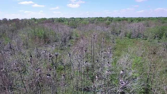 小轨道周围鸟类筑巢-无人机空中4K湿地，沼泽河口与野生动物鳄鱼筑巢朱鹭，蛇眼镜蛇，鸬鹚，雪鹭，鹭，鹰，鹰，柏树4K自然/野生动物/气象无人机航拍视频视频素材