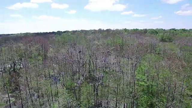 边跟踪鸟类在巢中-无人机空中4K湿地，沼泽河口与野生动物鳄鱼筑巢朱鹭，蛇眼镜蛇，鸬鹚，雪鹭，鹭，鹰，鹰，柏树4K自然/野生动物/气象无人机航拍视频视频素材