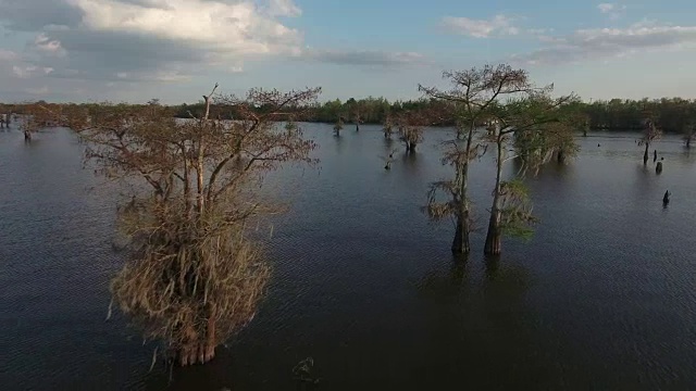 在沼泽的柏树上升-无人机航拍4K湿地，沼泽河口与野生动物鳄鱼筑巢朱鹭，蛇眼镜蛇，鸬鹚，白鹭，鹭，鹰，鹰，柏树4K自然/野生动物/气象无人机航拍视频视频素材