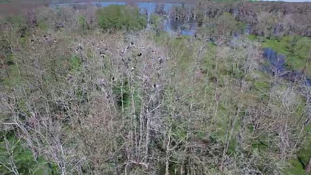 轨道上看鸟巢中的鸟类-无人机空中4K湿地，沼泽河口与野生动物鳄鱼筑巢朱鹭，蛇眼镜蛇，鸬鹚，雪鹭，鹭，鹰，鹰，柏树4K自然/野生动物/气象无人机航拍视频视频素材