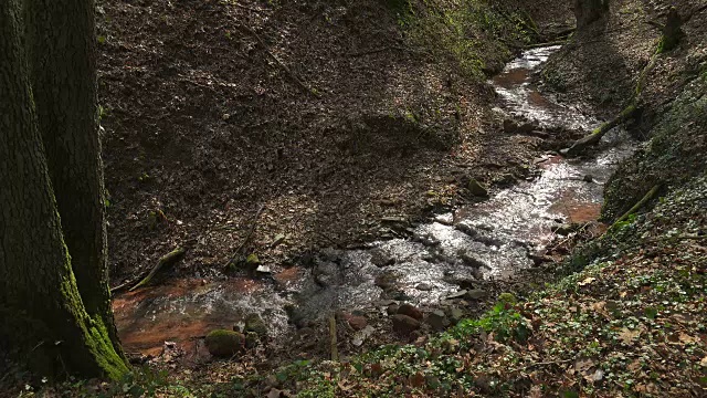 小森林的小溪视频素材