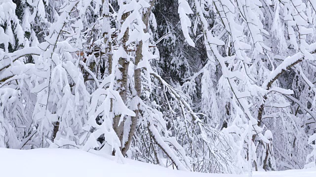 森林里白雪覆盖的树在下雪，动作缓慢。视频素材