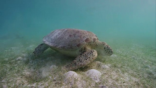 绿海龟吃海草视频素材