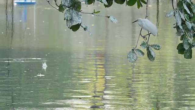 白鹭栖息在树枝上寻找猎物。视频素材