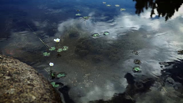 水上小白花的特写。在山流。视频下载