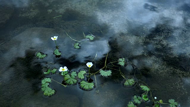 水上小白花的特写。在山流。视频下载