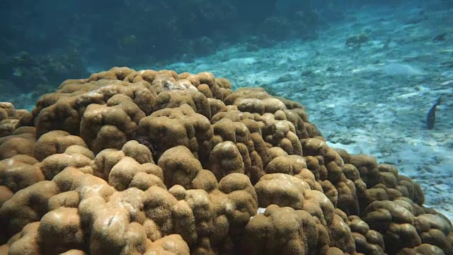 珊瑚礁，脆弱的生态系统，海洋环境。泰国甲米Koh Haa。视频素材