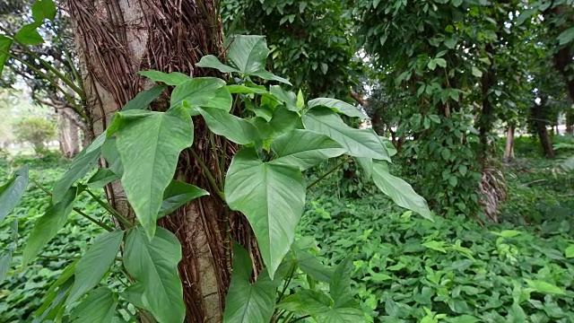 马兰加藤在古巴森林，美丽的植被在玛雅伊瓜湖，圣神，古巴视频素材