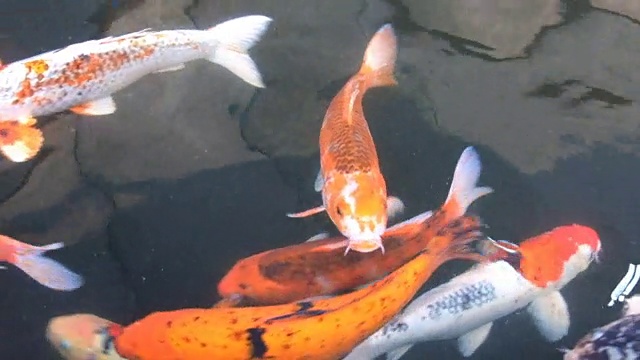 池塘里有锦鲤视频素材