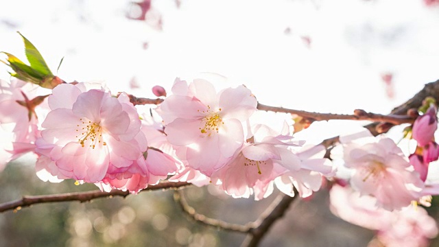 樱花枝视频素材