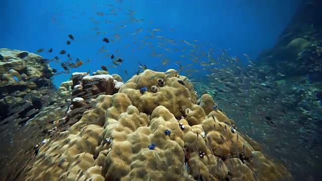 玻璃鱼又名侏儒清洁工(Parapriacanthus ransonneti)正在被月濑鱼(Thalassoma lunar)在脆弱的生态系统海洋环境珊瑚礁上捕猎。泰国甲米Koh Haa。视频素材