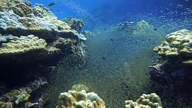 玻璃鱼又名侏儒清洁工(Parapriacanthus ransonneti)正在被月濑鱼(Thalassoma lunar)在脆弱的生态系统海洋环境珊瑚礁上捕猎。泰国甲米Koh Haa。视频素材