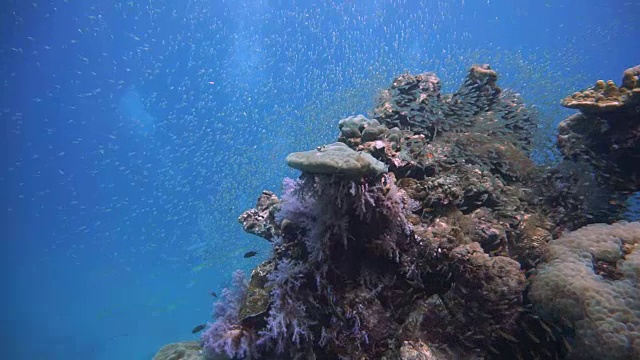 玻璃鱼又名侏儒清洁工(Parapriacanthus ransonneti)正在被月濑鱼(Thalassoma lunar)在脆弱的生态系统海洋环境珊瑚礁上捕猎。泰国甲米Koh Haa。视频素材