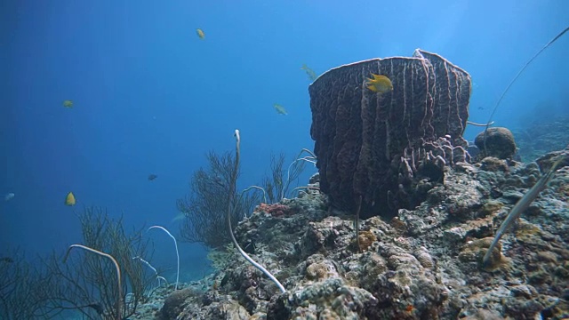 桶状海绵(Xestospongia testudinaria)、鞭珊瑚(Junceella)和海扇珊瑚(柳珊瑚)。受破坏的脆弱生态系统海洋环境中的珊瑚礁白化。泰国甲米Koh Haa。视频素材