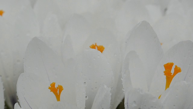 带有雨滴的白色番红花视频素材