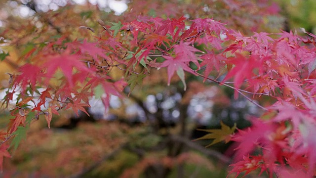 日本京都的秋叶视频素材