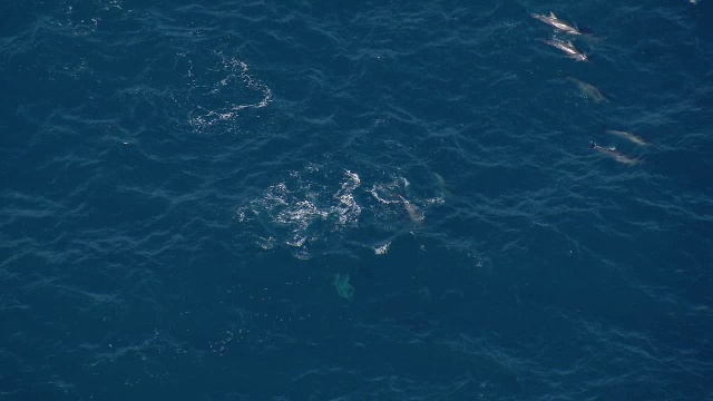 航拍夏威夷飞旋海豚(Stenella longirostris)在考阿岛海岸附近的波浪中游泳。视频素材