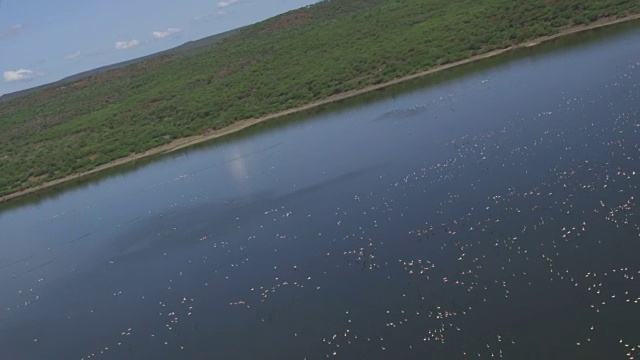 空中WS飞过博戈里亚湖，小火烈鸟在湖岸边向右视频素材