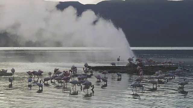 一群非洲小火烈鸟在以间歇泉为背景的湖上觅食视频素材