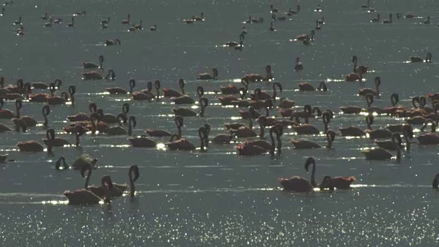 WS非洲小火烈鸟在博戈里亚湖游泳背光视频素材