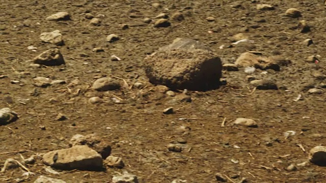 PAN女士与非洲鱼鹰非常近距离地飞过湖面，背景是火烈鸟视频素材