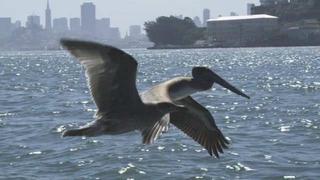 MS SLO MO跟踪褐鹈鹕和海鸥低飞在水面上，旧金山为背景视频素材