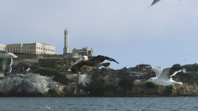 WS SLO MO轨道，褐鹈鹕低低飞过水面，背景是恶魔岛监狱和海鸥视频素材