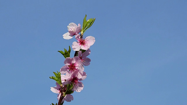 春天的杏花盛开，赫本海姆，黑塞，德国视频素材