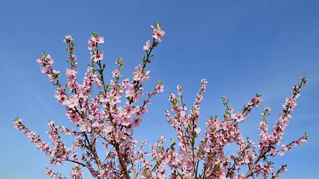 春天的杏花盛开，赫本海姆，黑塞，德国视频素材