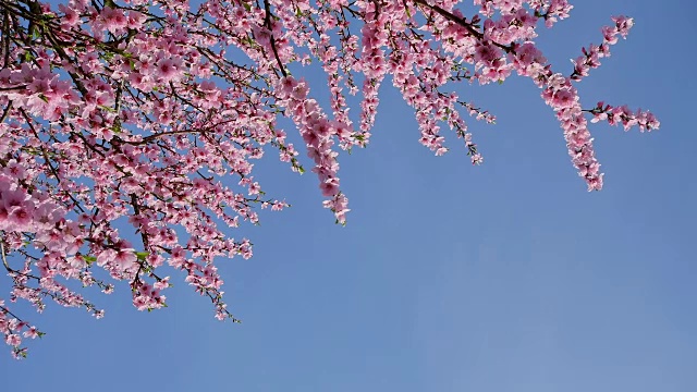 春天的杏花盛开，赫本海姆，黑塞，德国视频素材