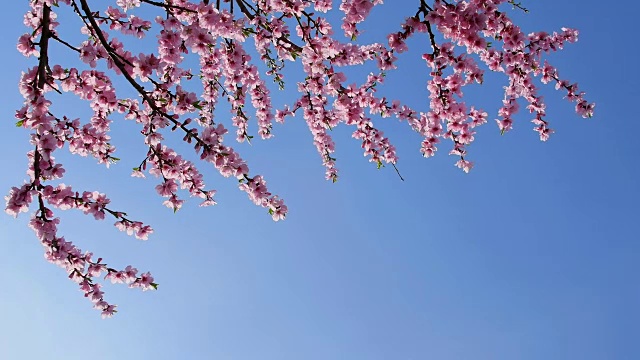 春天的杏花盛开，赫本海姆，黑塞，德国视频素材