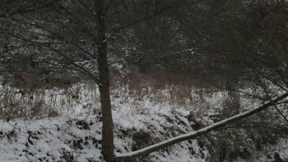 雪落在光秃秃的树木和灌木丛上。视频素材