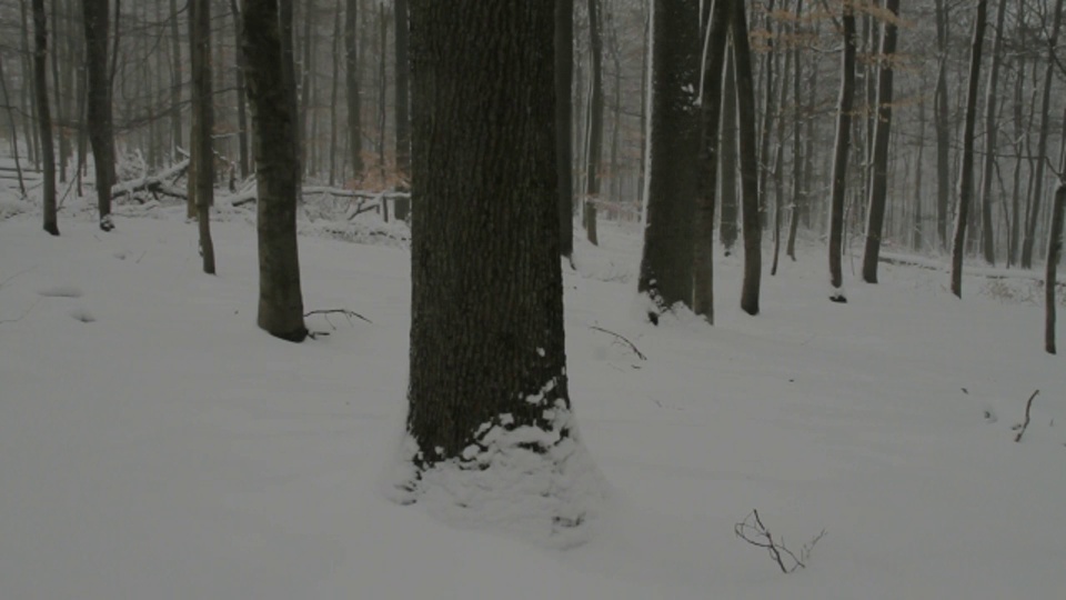 小雪落在森林里。视频素材