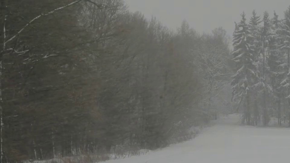 飘雪覆盖了一片常青树的森林。视频素材