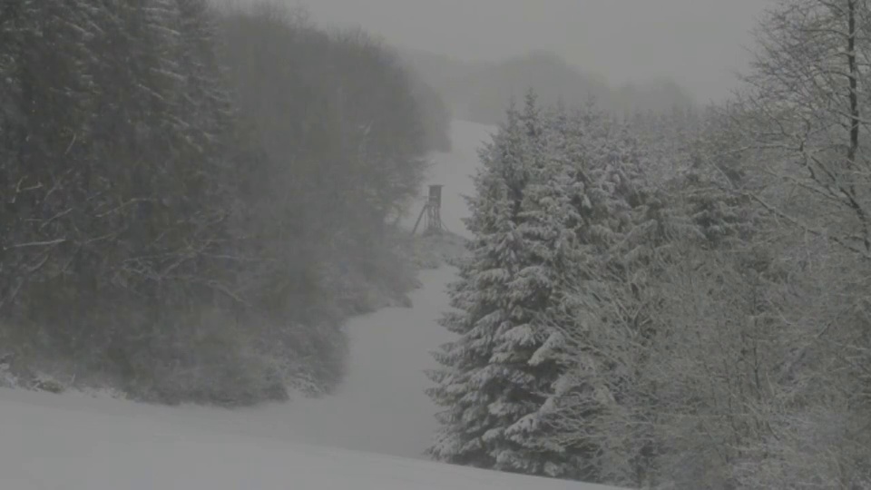 雪落在常青的森林里。视频素材