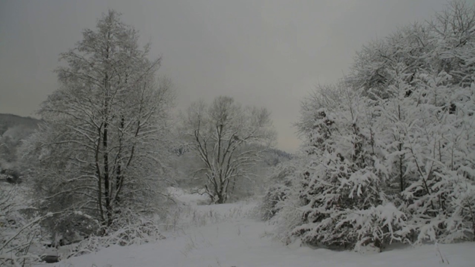 雪覆盖了乡村的树木和灌木。视频素材