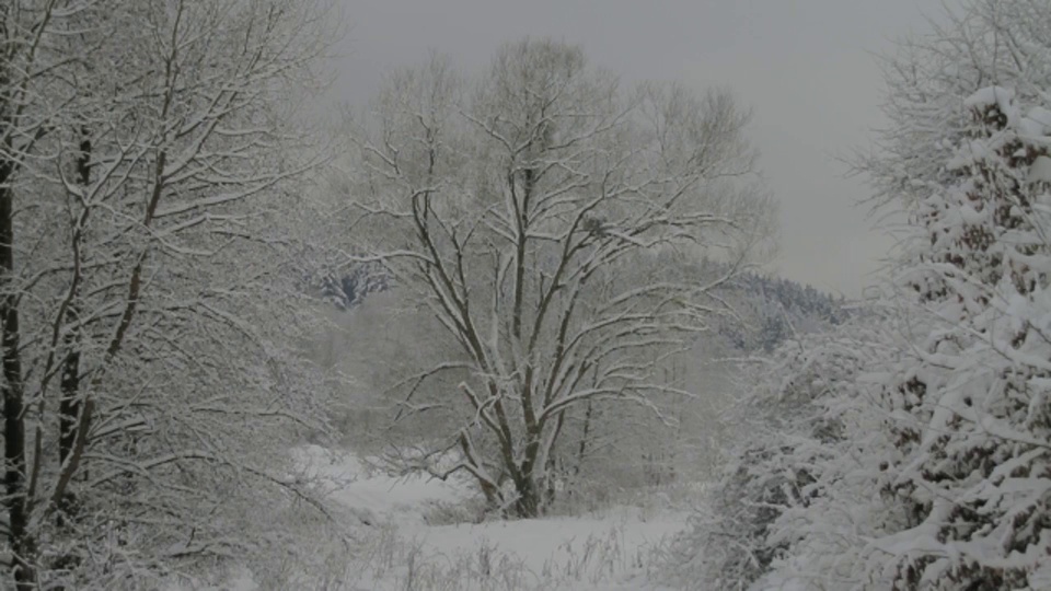 雪覆盖了乡村的树木和灌木。视频素材