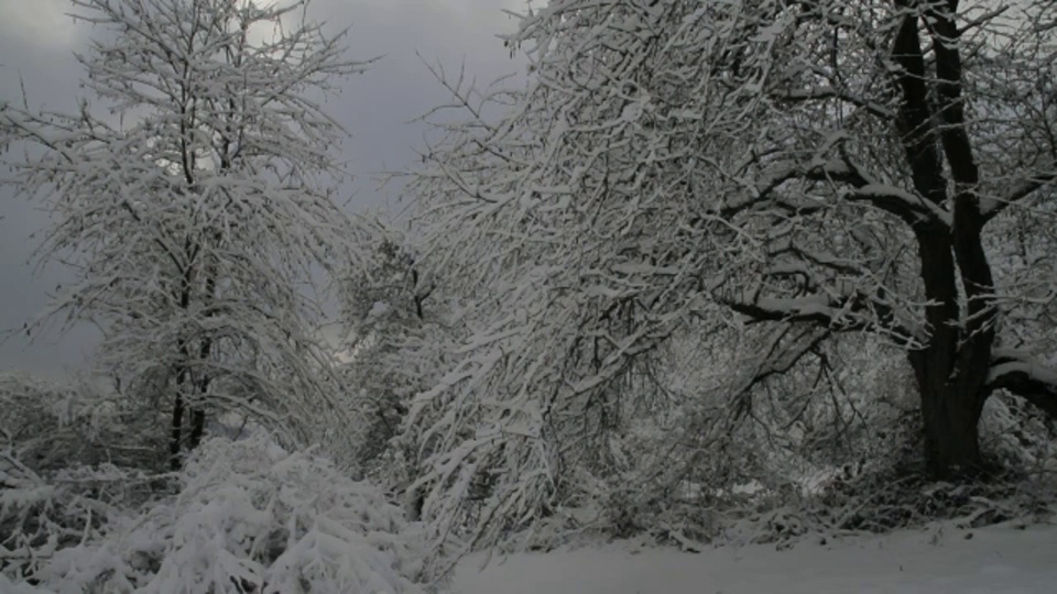 云在白雪覆盖的森林上空飘荡。视频素材