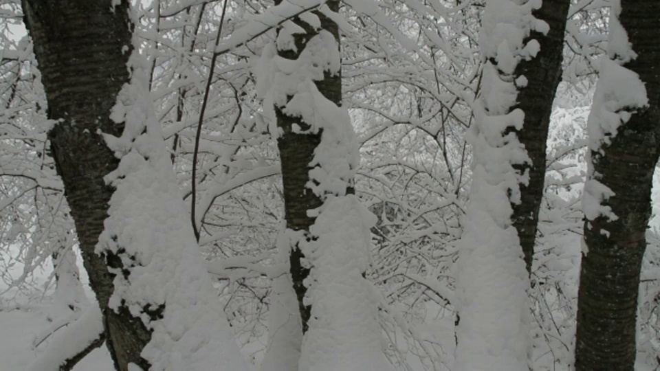 雪紧贴着野樱桃树的树干。视频素材