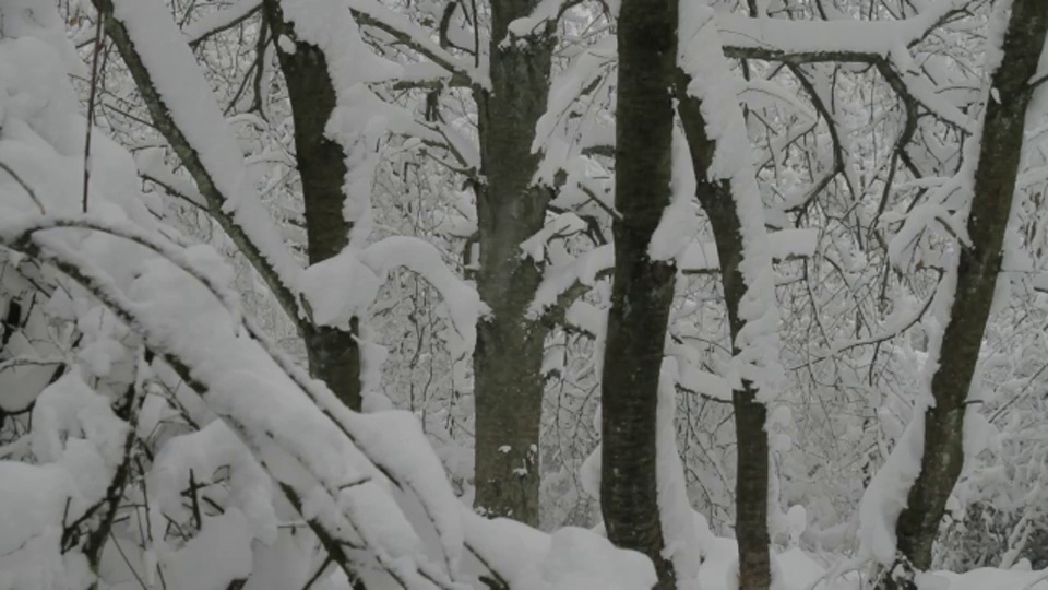 雪紧贴着野樱桃树的树干。视频素材