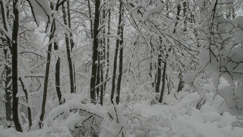 雪紧贴着野樱桃树的树干。视频素材