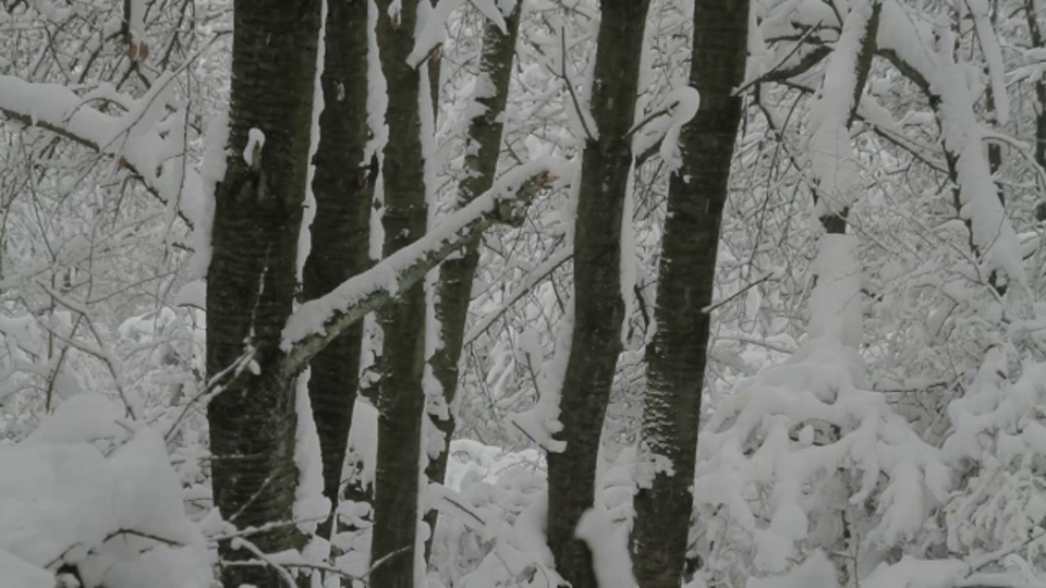 雪紧贴着野樱桃树的树干。视频素材